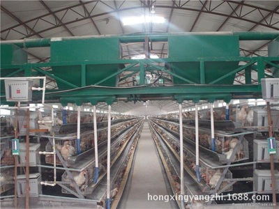 智能化笼养自动喂料机 提升养鸡效率的关键设备